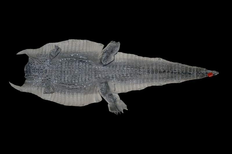 Bleu Véritable Alligator peau de crocodile en cuir exotique Pelt taxidermie 